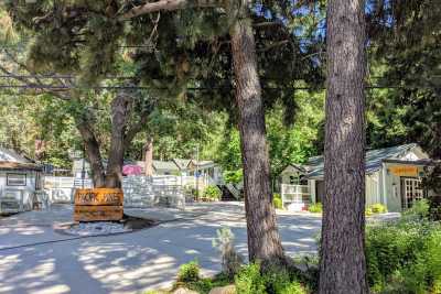 Photo of Pacific Pines Angelus Oaks