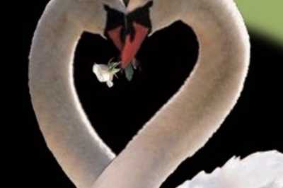 Photo of Golden Swan by the Lake Assisted Living & Memory Care