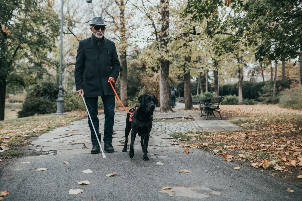 Older man with cane walking a black lab with service dog harness.