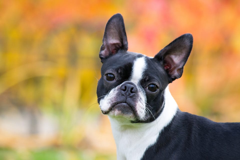 Alert to its surroundings, this Boston Terrier, shown here, makes for one of the best service dogs for dementia.