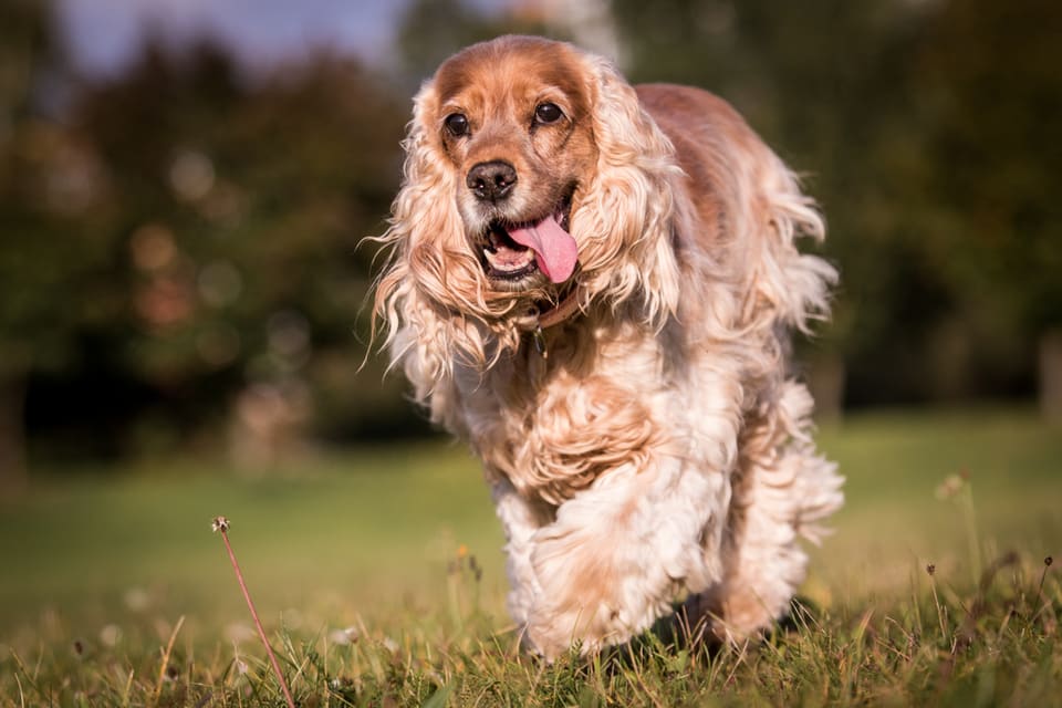 A golden cocker spaniel trots through a green field. They are one of the best dogs for dementia.