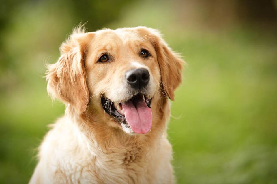 One of the best dogs for dementia thanks to its intelligence and loyalty, this Golden Retriever pants joyfully.