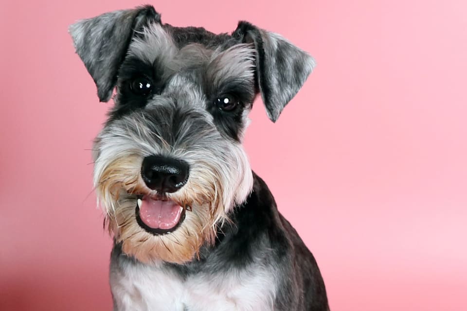 Schnauzers, pictured here, are one of the best dog breeds for those with Alzheimer's or dementia.