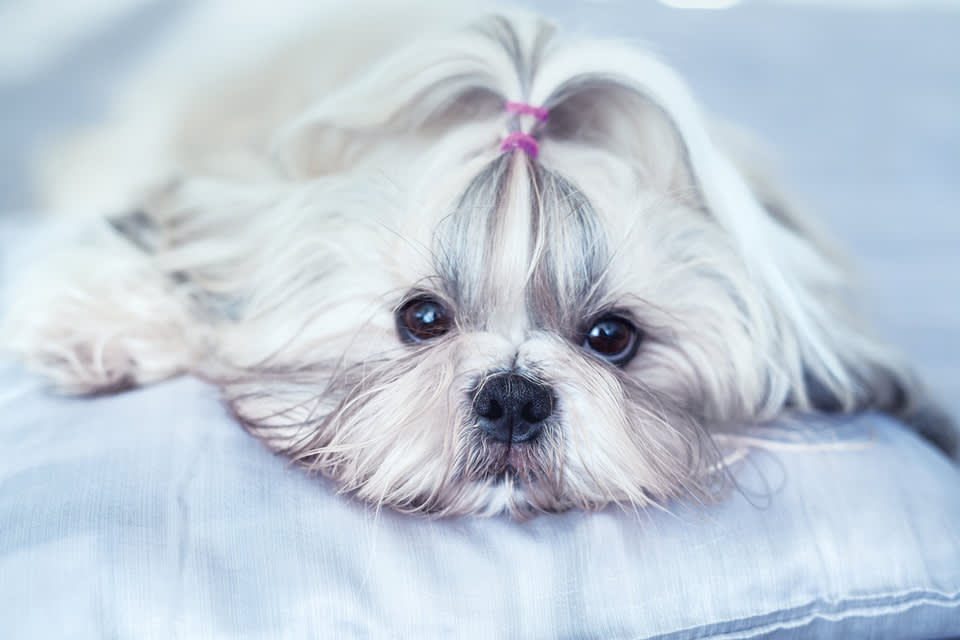 This Shih Tzu is one of the best dog breeds for dementia patients thanks to its friendliness and small size.