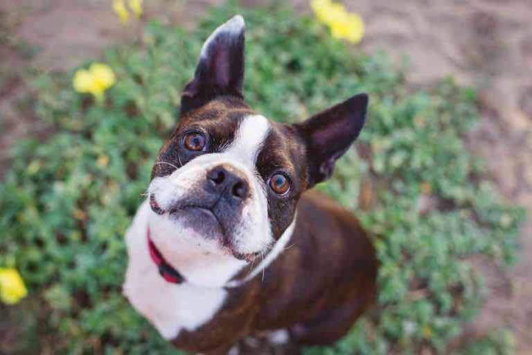 Boston terriers are top dogs for seniors because of their manageable size, friendliness, and ease of grooming.