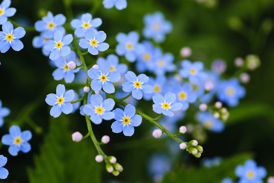 Forget-me-not flower has become a familiar symbol for Alzheimer’s disease and other forms of dementia.