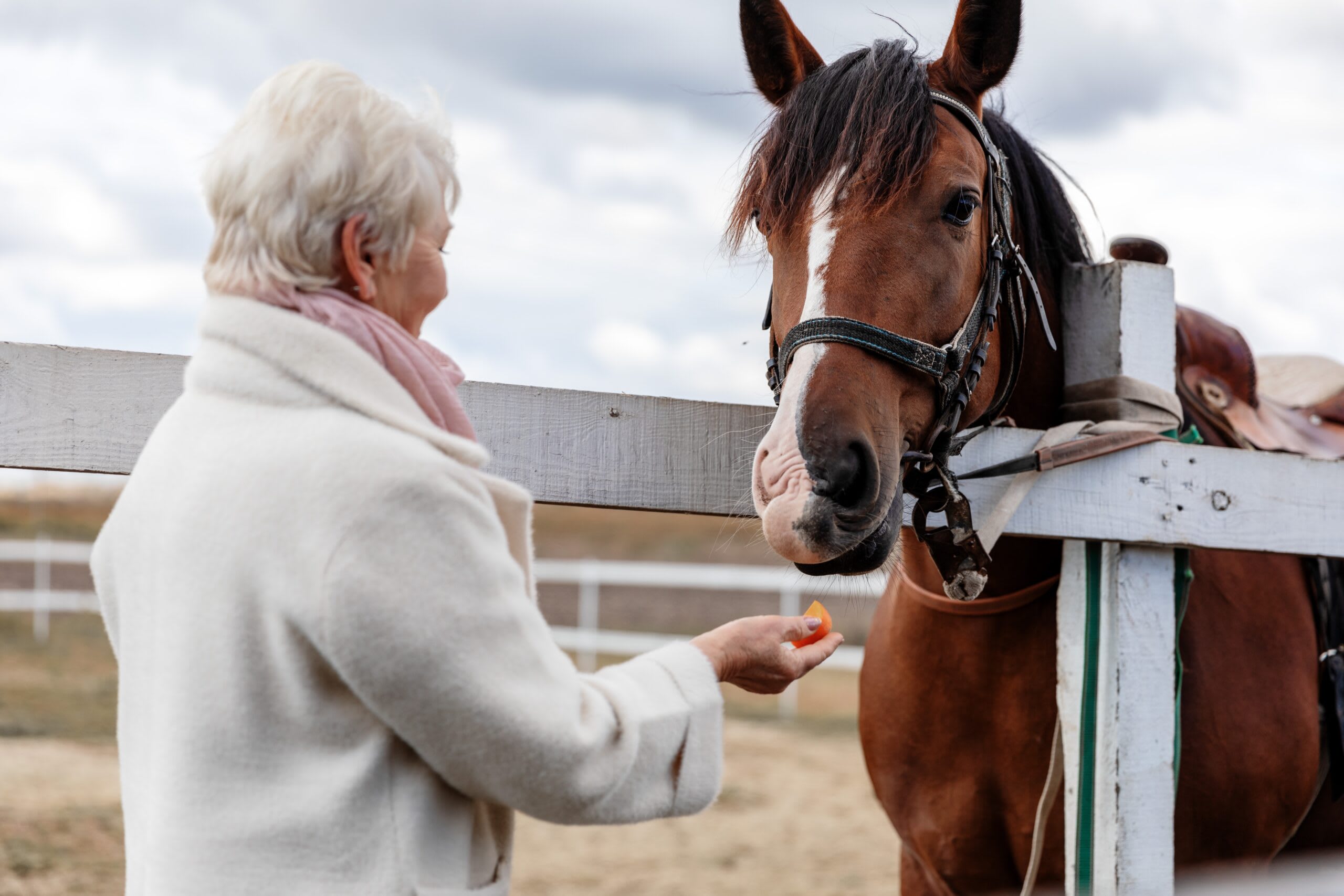A senior woman feeding a horse